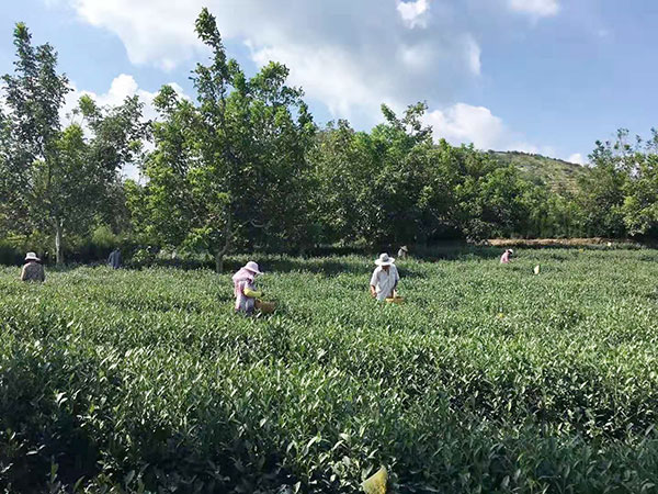 茶叶基地